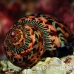 shell_nr_h_0705_png0970.jpg
